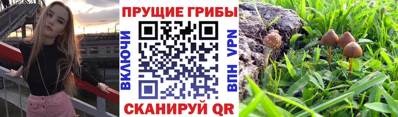 Галлюциногенные грибы прущие грибы Полярные Зори